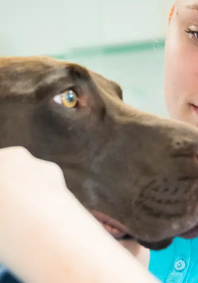 Gend Dierenartsassistent Paraveterinair Header