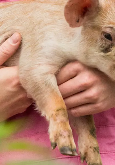 Gend Medewerker Veehouderij Header